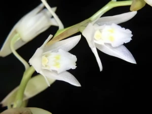 Bild von Coelogyne suaveolens 2